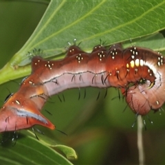 Neola semiaurata at Erowal Bay, NSW - 17 Jan 2025 09:01 AM