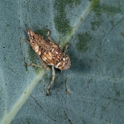 Unidentified Leafhopper or planthopper (Hemiptera, several families) at Gungahlin, ACT - 11 Dec 2024 by AlisonMilton