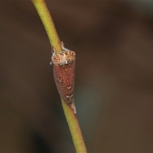 Unidentified Leafhopper or planthopper (Hemiptera, several families) at Gungahlin, ACT by AlisonMilton