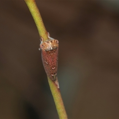 Unidentified Leafhopper or planthopper (Hemiptera, several families) at Gungahlin, ACT - 11 Dec 2024 by AlisonMilton