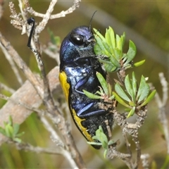 Temognatha suturalis (Boldly sutured jewel beetle) at Hyams Beach, NSW - 17 Jan 2025 by Harrisi