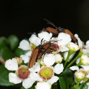 Porrostoma sp. (genus) (Lycid, Net-winged beetle) at Acton, ACT by AlisonMilton