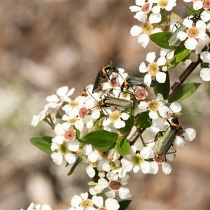 Chauliognathus lugubris (Plague Soldier Beetle) at Acton, ACT by AlisonMilton