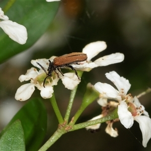 Porrostoma sp. (genus) (Lycid, Net-winged beetle) at Acton, ACT by AlisonMilton