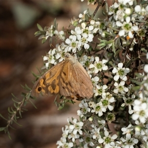 Heteronympha merope at Acton, ACT - 11 Dec 2024 09:29 AM