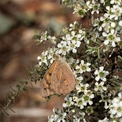 Heteronympha merope at Acton, ACT - 11 Dec 2024 09:29 AM