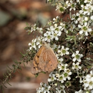 Heteronympha merope at Acton, ACT - 11 Dec 2024 09:29 AM