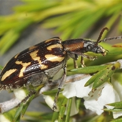 Mecynodera coxalgica (Leaf beetle) at Boolijah, NSW - 17 Jan 2025 by Harrisi