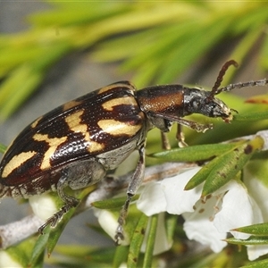 Mecynodera coxalgica (Leaf beetle) at Boolijah, NSW by Harrisi