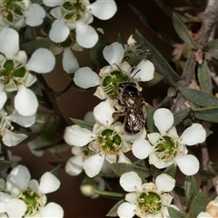 Lasioglossum (Chilalictus) sp. (genus & subgenus) (Halictid bee) at Acton, ACT - 11 Dec 2024 by AlisonMilton