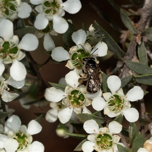 Lasioglossum (Chilalictus) sp. (genus & subgenus) at Acton, ACT - 11 Dec 2024 09:30 AM