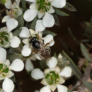 Lasioglossum (Chilalictus) sp. (genus & subgenus) at Acton, ACT - 11 Dec 2024 09:30 AM