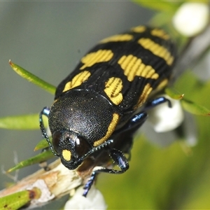 Castiarina octospilota (A Jewel Beetle) at Oallen, NSW by Harrisi