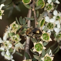 Leioproctus (Leioproctus) clarki at Acton, ACT - 11 Dec 2024 by AlisonMilton