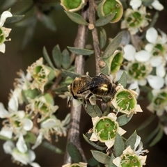 Unidentified Bee (Hymenoptera, Apiformes) at Acton, ACT - 10 Dec 2024 by AlisonMilton