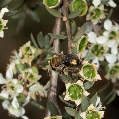 Leioproctus (Leioproctus) clarki at Acton, ACT - 11 Dec 2024 by AlisonMilton