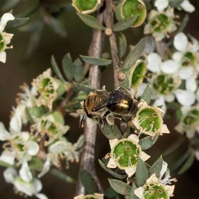 Unidentified Bee (Hymenoptera, Apiformes) at Acton, ACT - 10 Dec 2024 by AlisonMilton