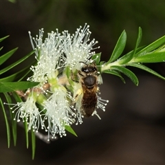 Lasioglossum (Parasphecodes) sp. (genus & subgenus) (Halictid bee) at Acton, ACT - 11 Dec 2024 by AlisonMilton