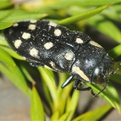 Diphucrania duodecimmaculata (12-spot jewel beetle) at Oallen, NSW - 17 Jan 2025 by Harrisi