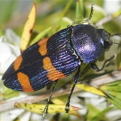 Castiarina klugii (Jewel beetle) at Oallen, NSW - 17 Jan 2025 by Harrisi