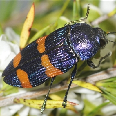 Castiarina klugii (Jewel beetle) at Oallen, NSW - 17 Jan 2025 by Harrisi