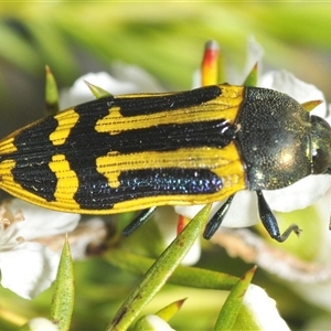 Castiarina costata at Boolijah, NSW - 17 Jan 2025 04:57 PM