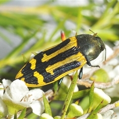 Castiarina costata at Boolijah, NSW - 17 Jan 2025 04:57 PM