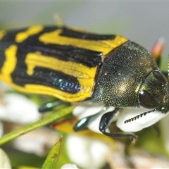 Castiarina costata at Boolijah, NSW - 17 Jan 2025 04:57 PM