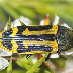 Castiarina costata at Boolijah, NSW - 17 Jan 2025 04:57 PM