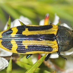 Castiarina costata at Boolijah, NSW - 17 Jan 2025 04:57 PM