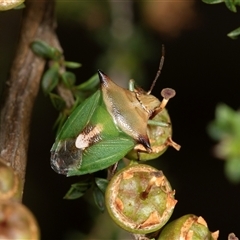 Cuspicona sp. (genus) (Shield bug) at Acton, ACT - 10 Dec 2024 by AlisonMilton