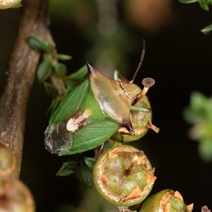 Cuspicona sp. (genus) (Shield bug) at Acton, ACT by AlisonMilton