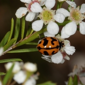 Coccinella transversalis (Transverse Ladybird) at Acton, ACT by AlisonMilton