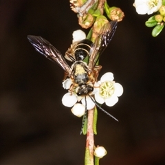 Unverified Wasp (Hymenoptera, Apocrita) at Acton, ACT - 11 Dec 2024 by AlisonMilton