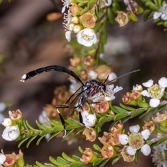 Unidentified Wasp (Hymenoptera, Apocrita) at Acton, ACT - 10 Dec 2024 by AlisonMilton