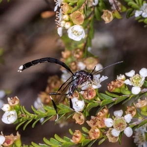 Unidentified Wasp (Hymenoptera, Apocrita) at Acton, ACT by AlisonMilton