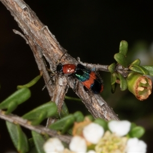 Dicranolaius bellulus (Red and Blue Pollen Beetle) at Acton, ACT by AlisonMilton