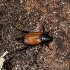 Phyllotocus sp. (genus) at Acton, ACT - 11 Dec 2024 10:37 AM