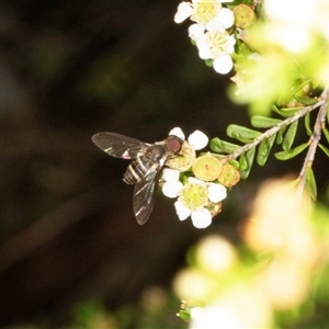 Villa sp. (genus) (Unidentified Villa bee fly) at Acton, ACT by AlisonMilton