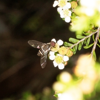 Villa sp. (genus) (Unidentified Villa bee fly) at Acton, ACT - 11 Dec 2024 by AlisonMilton