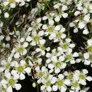 Chauliognathus lugubris (Plague Soldier Beetle) at Acton, ACT by AlisonMilton