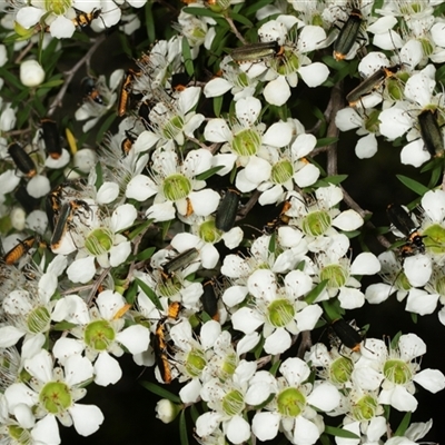 Chauliognathus lugubris (Plague Soldier Beetle) at Acton, ACT - 11 Dec 2024 by AlisonMilton