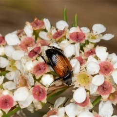 Phyllotocus macleayi (Nectar scarab) at Acton, ACT - 11 Dec 2024 by AlisonMilton