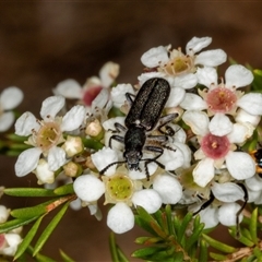 Eleale simplex (Clerid beetle) at Acton, ACT - 11 Dec 2024 by AlisonMilton