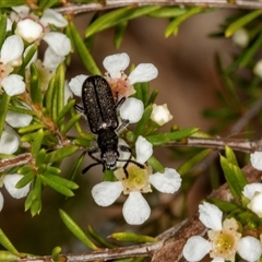 Eleale simplex at Acton, ACT - 11 Dec 2024 11:25 AM