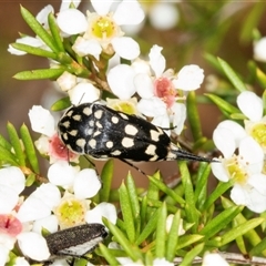 Mordella dumbrelli (Dumbrell's Pintail Beetle) at Acton, ACT - 11 Dec 2024 by AlisonMilton