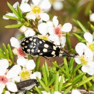 Mordella dumbrelli (Dumbrell's Pintail Beetle) at Acton, ACT by AlisonMilton