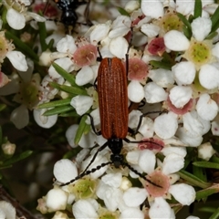 Porrostoma rhipidium (Long-nosed Lycid (Net-winged) beetle) at Acton, ACT - 11 Dec 2024 by AlisonMilton