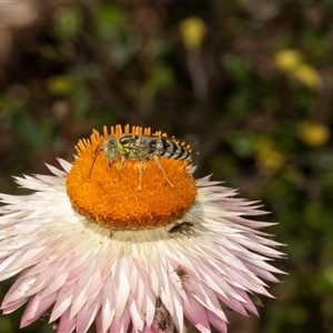 Bembix sp. (genus) at Acton, ACT by AlisonMilton