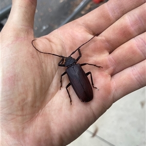 Unidentified Longhorn beetle (Cerambycidae) at Jervis Bay Village, JBT by Maxxy167